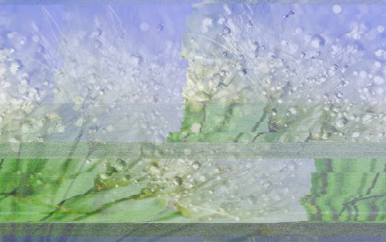 Glitch art of a macrophoto of a dandelion puff covered in dew drops against a pale blue background, all shifting in narrow, horizontal bands made up of segmented blocks of blue, green, white and black