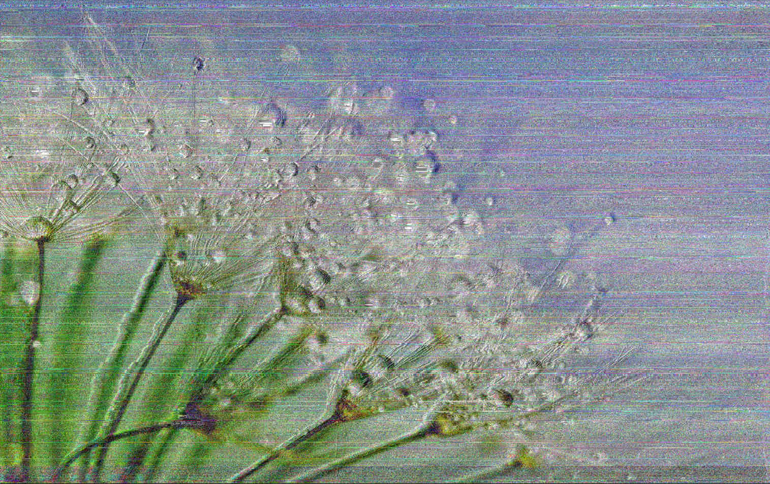 Glitch art of a macrophoto of a dandelion puff covered in dew drops against a pale blue background, with hazy, rainbow static layered over it