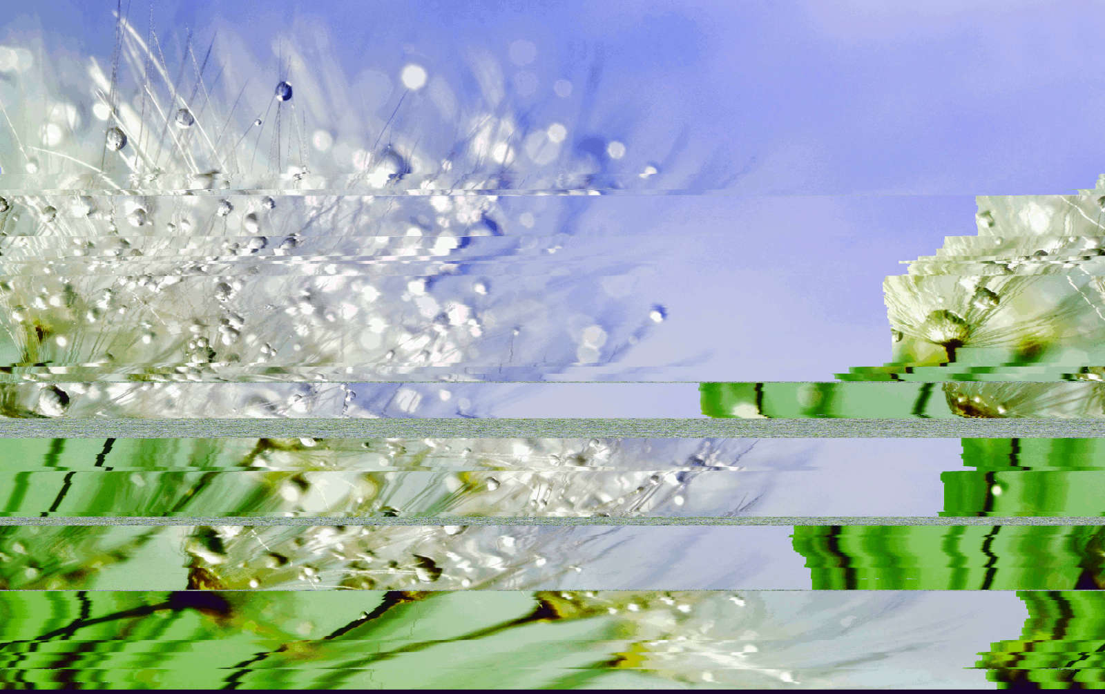 Glitch art of a macrophoto of a dandelion puff covered in dew drops against a pale blue background, with some uneven shifting and a few horizontal strips of blue-green-black static