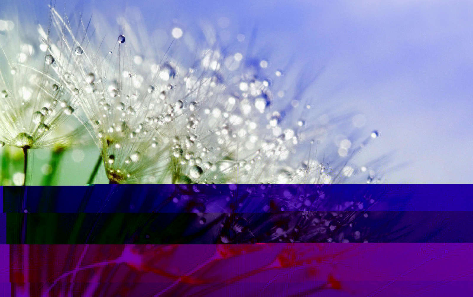 Glitch art of a macrophoto of a dandelion puff covered in dew drops against a pale blue background, with wide, translucent, indigo and magenta bars going across