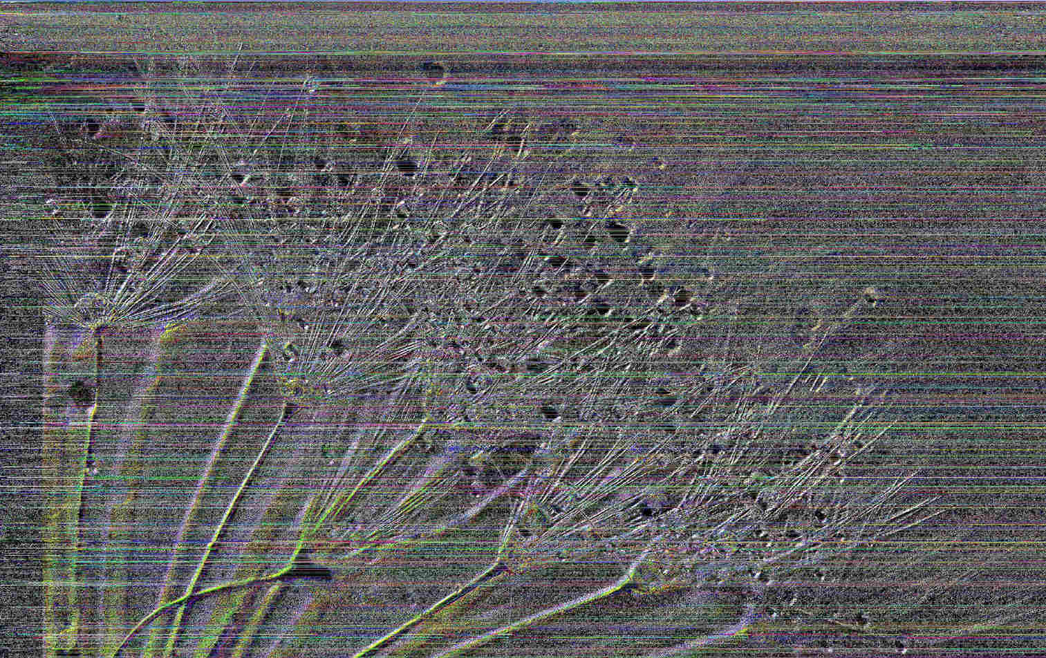 Glitch art of rainbow static over what looks like an dandelion ultrasound