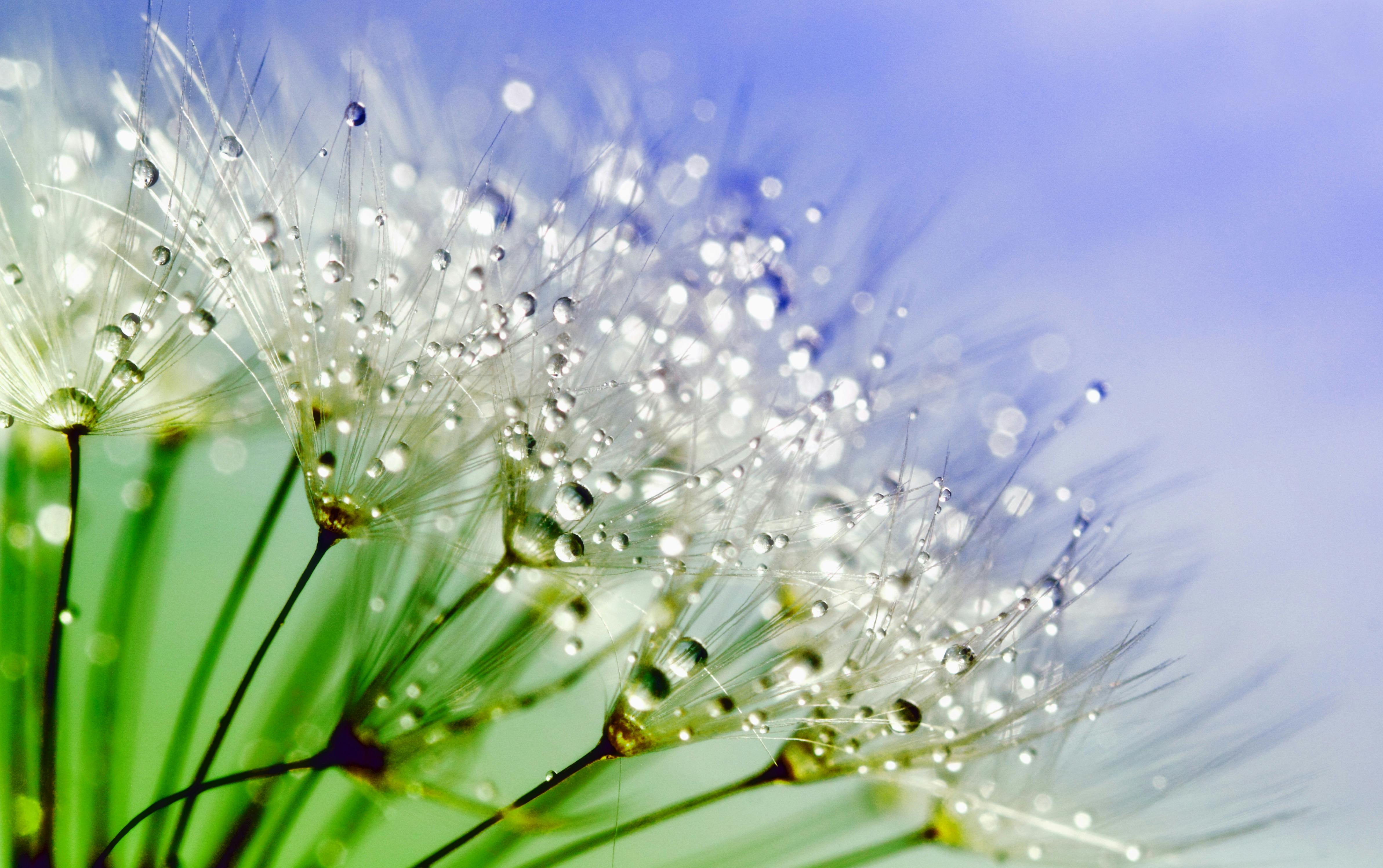 Macrophotograph of a dandelion puff with dew drops over a pale blue background