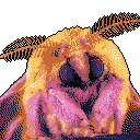 Cropped, close-up of a pixelated, rosy-maple moth with a transparent background.